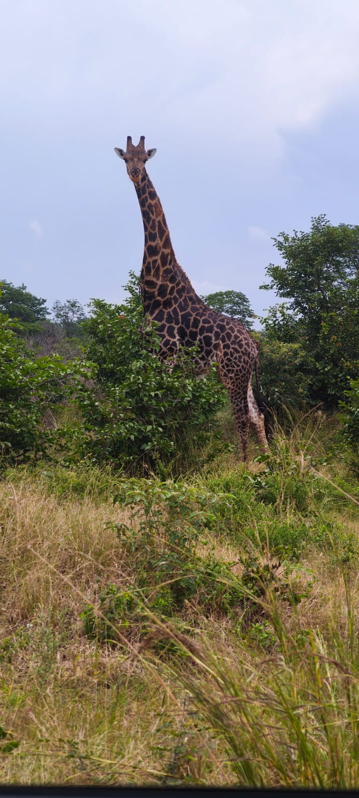 Zimbabwe wildlife — Victoria Falls
