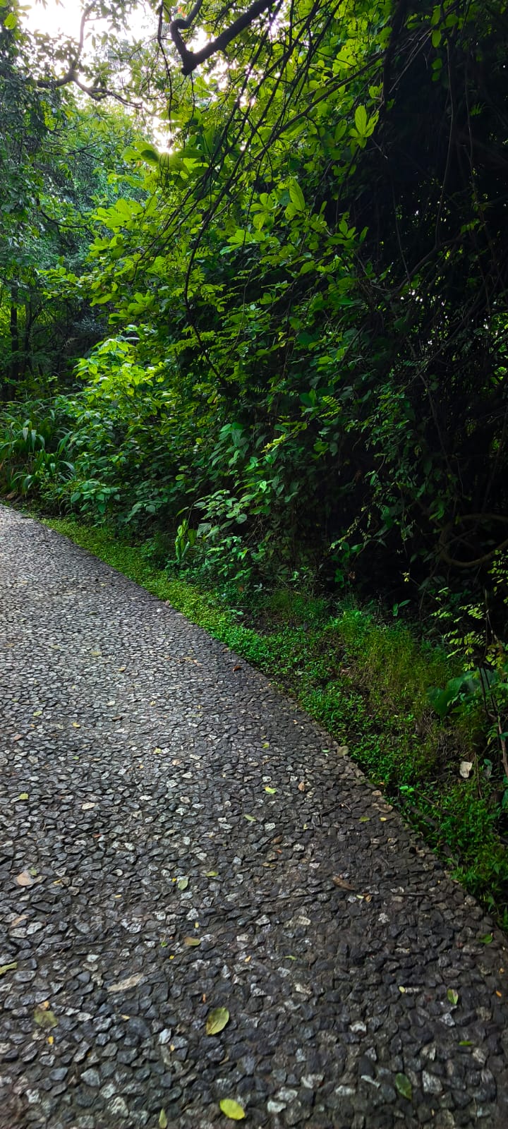 The path forward — Victoria Falls