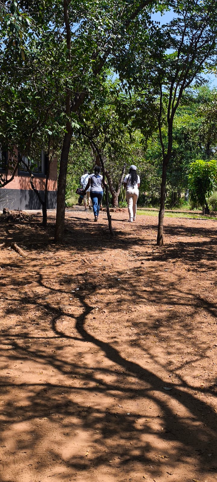 Roots and trees — Zimbabwe