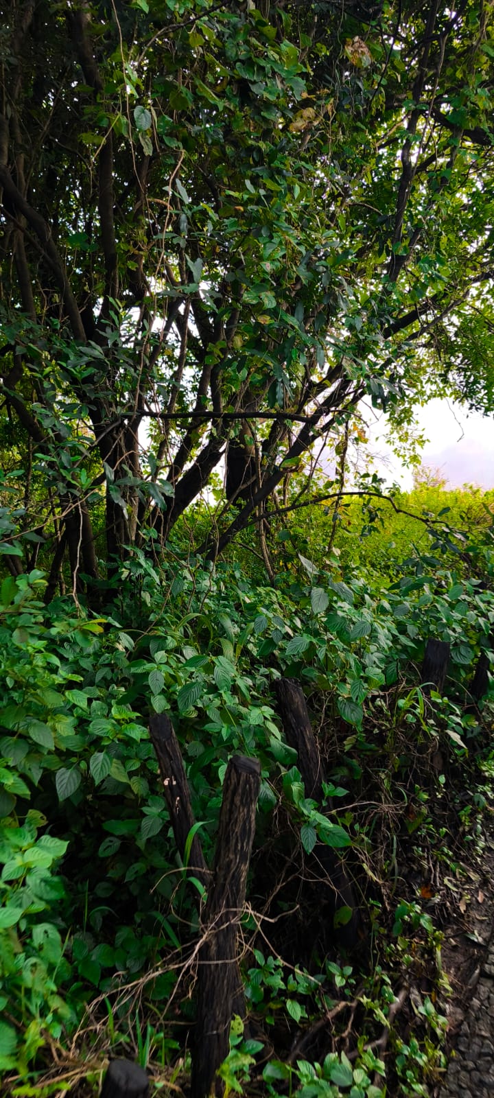 Africa nature — therapy landscape